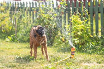 german boxer dog plays with a garden sprinkler on a summer day on the lawn, sprinklers work in...