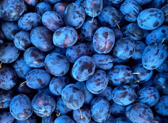 Plum Blue Free, harvested from a farmer's garden. Ogranic fruits