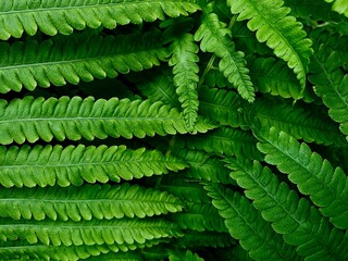 Natural ferns pattern. Beautiful background made with young green fern leaves. Beautiful ferns leaves green foliage. Natural floral fern background in sunlight.