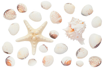 isolated shells, starfish on a white background
