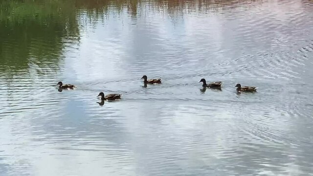 patos nadando en el lago