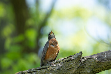 Robin singing