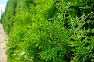 Beautiful evergreen juniper bushes, in the park, on a summer sunny day. Background. 