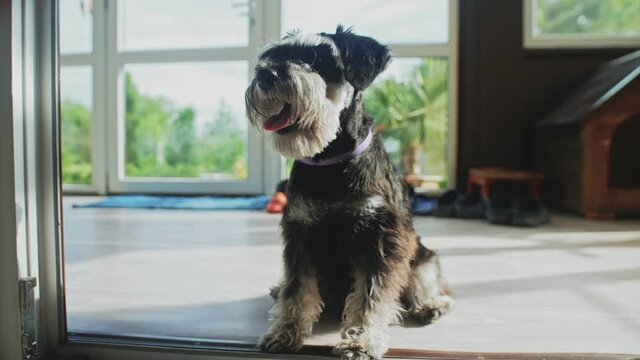 Purebred small black Zwergschnauzer dog with tongue out poses for camera sitting on floor in spacious sunny room close view