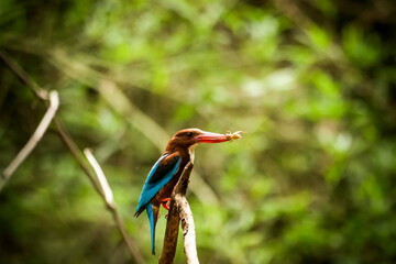 White-throated Kingfisher