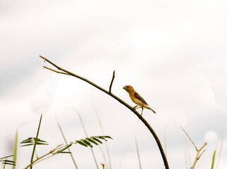 Asian Golden Weaver