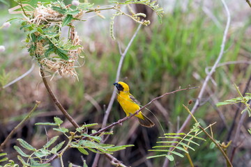 Asian Golden Weaver