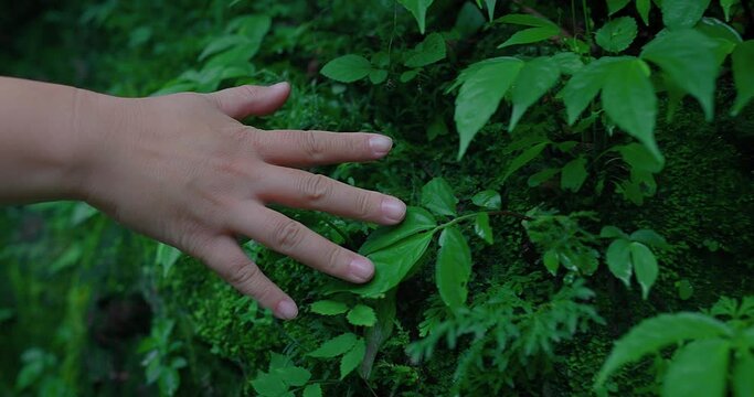 woman hand touching moss in forest