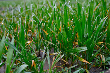 Image of young wheat sprouts.