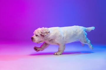 One dog white Clumber running isolated over gradient pink blue studio background in neon light filter. Concept of motion, action, pets love, animal life.