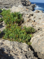 Végétation falaises