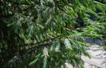 green spruce branches brightly lit by the sun