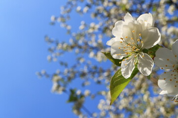 Image of a blooming apple tree.