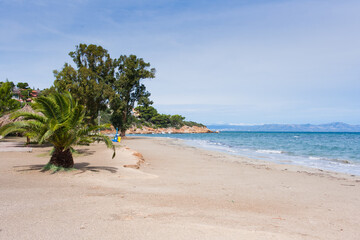 Fototapeta na wymiar Empty sandy beach with palm trees