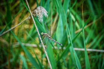 Une libellule posée sur une tige de plante