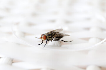 Common fly on a white chair, macro flies. A small common housefly insect macro photo on a white chair.