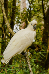 Feeding parrots in the forest at Kallista Dandenong Ranges.
