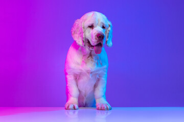 Beautiful cute big dog white Clumber standing isolated over gradient pink blue studio background in neon light filter. Concept of motion, action, pets love, animal life.
