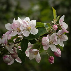 Blossoming apple tree in the garden.