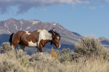 Fototapeta na wymiar Beautiful Wild Horse in the Utah Desert in Springtime