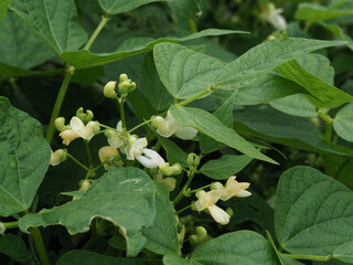 Blühende Buschbohne im Gemüsegarten