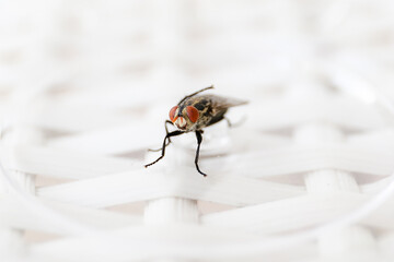 Common fly on a white chair, macro flies. A small common housefly insect macro photo on a white chair.