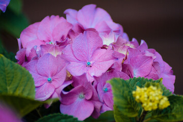 a bunch of pink hydrangea blossoms