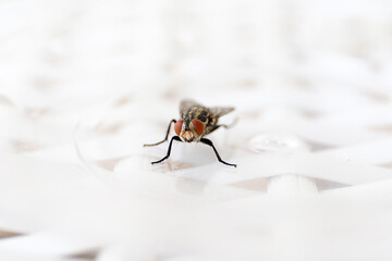 Common fly on a white chair, macro flies. A small common housefly insect macro photo on a white chair.
