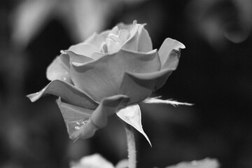 a rose blossom in black/white
