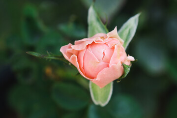 Beautiful peach color rose bud. Single Mansfield Park spray rose. Top view.