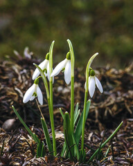 Blooming snowdrops in all their glory.