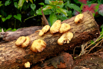 Cream color mushroom or conk on a decaying wood trunk, selective focus - obrazy, fototapety, plakaty