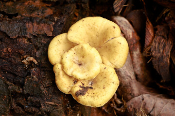 Cream color mushroom or conk on a decaying wood trunk, selective focus