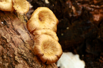 Cream color mushroom or conk on a decaying wood trunk, selective focus - obrazy, fototapety, plakaty