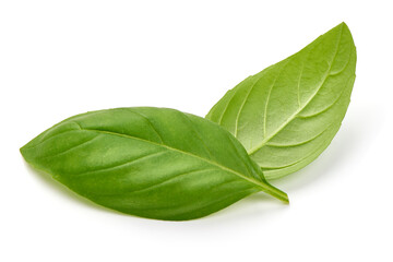 Fresh organic basil leaves, close-up, isolated on white background.