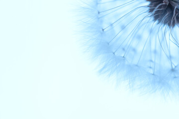 White blowball dandelion on blue background. Macro.