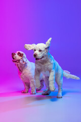 Two big dogs, white Clumber playing isolated over gradient pink blue studio background in neon light filter. Concept of motion, action, pets love, animal life.