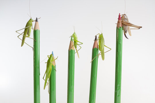 Various species of grasshoppers sitting on pencils