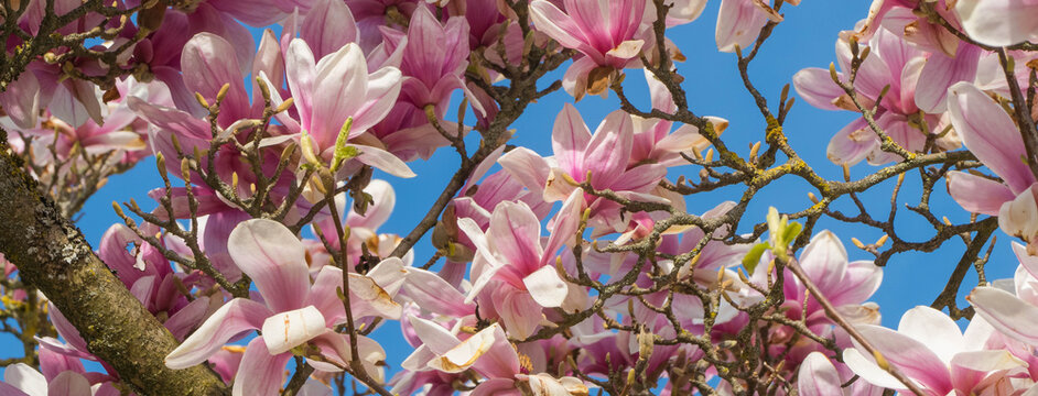 Panorama Magnolienblüte © pusteflower9024
