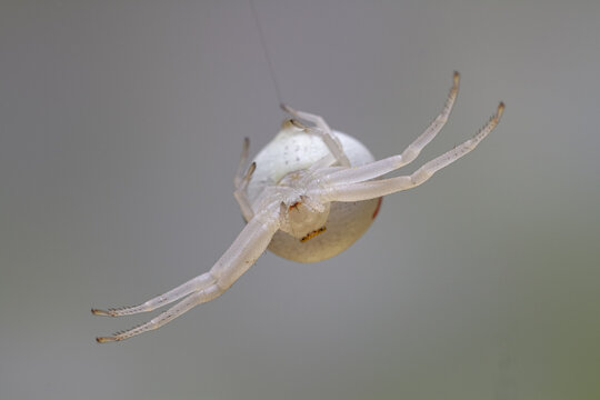Spider hanging on web in nature