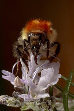 Common carder bee on flower