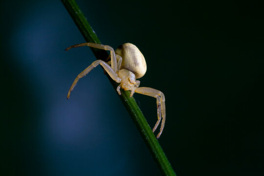 Araniella cucurbitina spider on stem