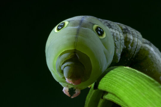 Hippotion celerio caterpillar on green leaf