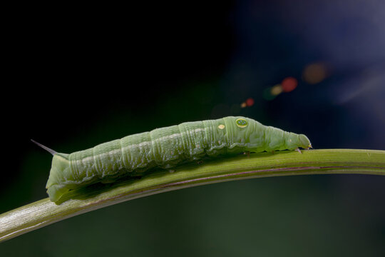 Green Hippotion celerio caterpillar on twig