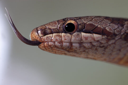 Smooth snake Coronella austriaca head in nature
