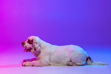 One dog white Clumber running isolated over gradient pink blue studio background in neon light filter. Concept of motion, action, pets love, animal life.