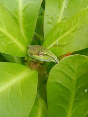Wild green snakes ( green Vine snake ) from India