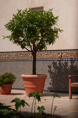 riad garden