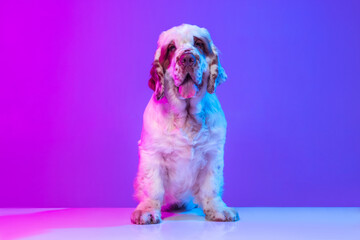 Beautiful calm big dog white Clumber posing isolated over gradient pink blue studio background in neon light filter. Concept of motion, action, pets love, animal life.