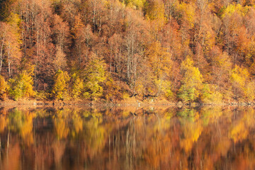Beautiful autumn forest reflecting in lake